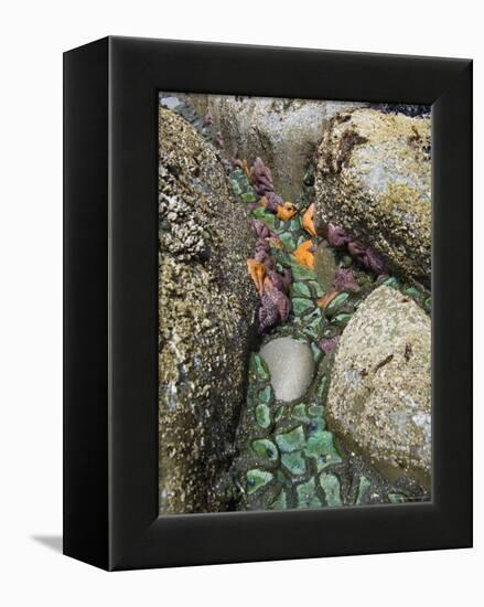 Giant Green Anemones, and Ochre Sea Stars, Exposed on Rocks, Olympic National Park, Washington, USA-Georgette Douwma-Framed Premier Image Canvas