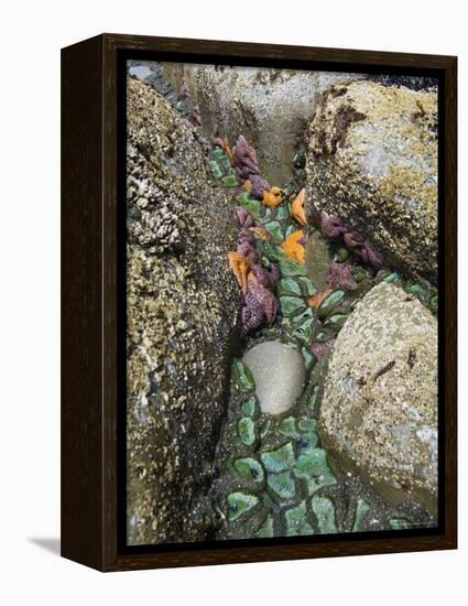 Giant Green Anemones, and Ochre Sea Stars, Exposed on Rocks, Olympic National Park, Washington, USA-Georgette Douwma-Framed Premier Image Canvas
