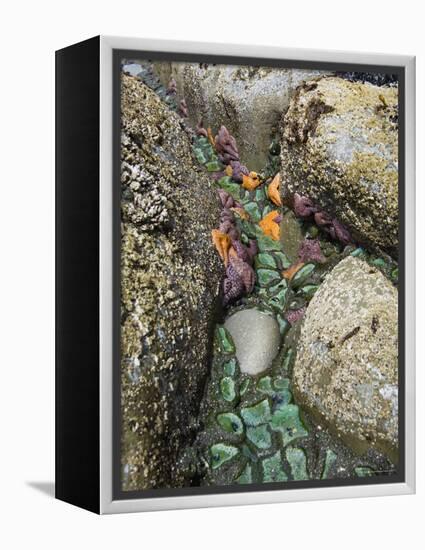 Giant Green Anemones, and Ochre Sea Stars, Exposed on Rocks, Olympic National Park, Washington, USA-Georgette Douwma-Framed Premier Image Canvas