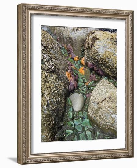 Giant Green Anemones, and Ochre Sea Stars, Exposed on Rocks, Olympic National Park, Washington, USA-Georgette Douwma-Framed Photographic Print