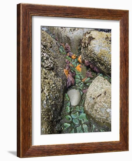 Giant Green Anemones, and Ochre Sea Stars, Exposed on Rocks, Olympic National Park, Washington, USA-Georgette Douwma-Framed Photographic Print