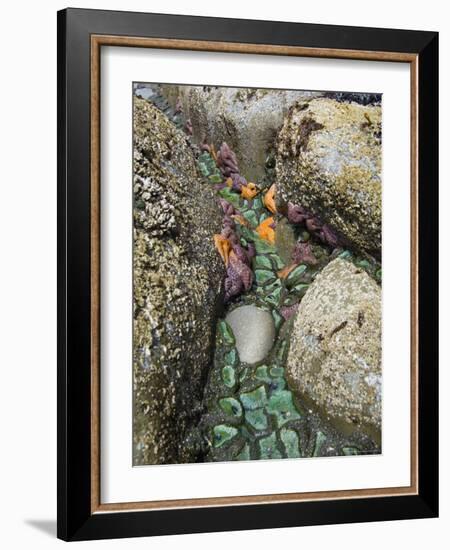 Giant Green Anemones, and Ochre Sea Stars, Exposed on Rocks, Olympic National Park, Washington, USA-Georgette Douwma-Framed Photographic Print