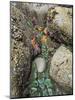 Giant Green Anemones, and Ochre Sea Stars, Exposed on Rocks, Olympic National Park, Washington, USA-Georgette Douwma-Mounted Photographic Print