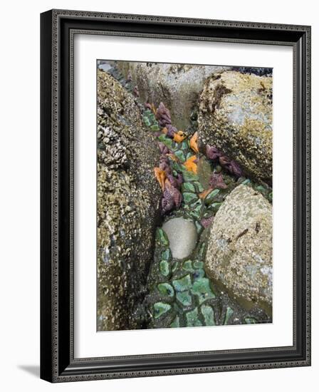 Giant Green Anemones, and Ochre Sea Stars, Exposed on Rocks, Olympic National Park, Washington, USA-Georgette Douwma-Framed Photographic Print