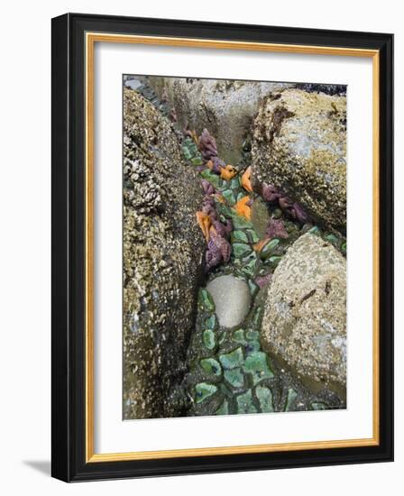 Giant Green Anemones, and Ochre Sea Stars, Exposed on Rocks, Olympic National Park, Washington, USA-Georgette Douwma-Framed Photographic Print