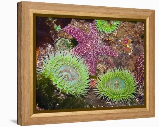 Giant Green Anemones, and Ochre Sea Stars, Olympic National Park, Washington, USA-Georgette Douwma-Framed Premier Image Canvas