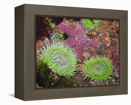 Giant Green Anemones, and Ochre Sea Stars, Olympic National Park, Washington, USA-Georgette Douwma-Framed Premier Image Canvas