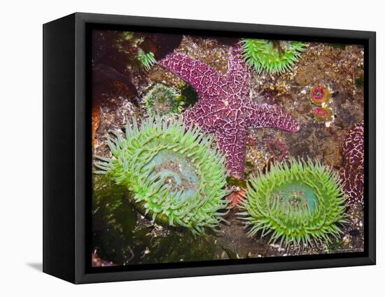 Giant Green Anemones, and Ochre Sea Stars, Olympic National Park, Washington, USA-Georgette Douwma-Framed Premier Image Canvas