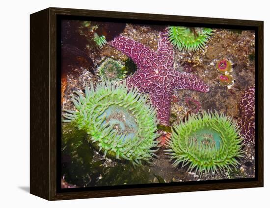 Giant Green Anemones, and Ochre Sea Stars, Olympic National Park, Washington, USA-Georgette Douwma-Framed Premier Image Canvas