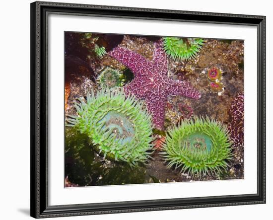 Giant Green Anemones, and Ochre Sea Stars, Olympic National Park, Washington, USA-Georgette Douwma-Framed Photographic Print