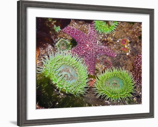 Giant Green Anemones, and Ochre Sea Stars, Olympic National Park, Washington, USA-Georgette Douwma-Framed Photographic Print