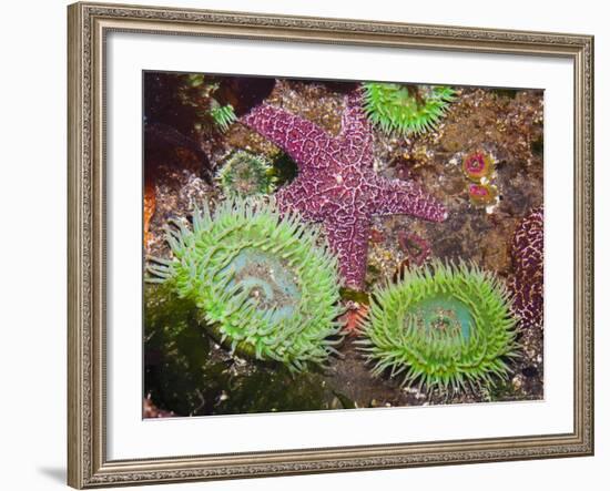 Giant Green Anemones, and Ochre Sea Stars, Olympic National Park, Washington, USA-Georgette Douwma-Framed Photographic Print