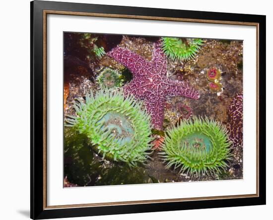 Giant Green Anemones, and Ochre Sea Stars, Olympic National Park, Washington, USA-Georgette Douwma-Framed Photographic Print