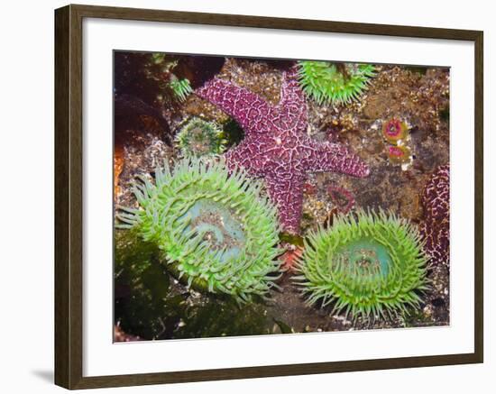 Giant Green Anemones, and Ochre Sea Stars, Olympic National Park, Washington, USA-Georgette Douwma-Framed Photographic Print