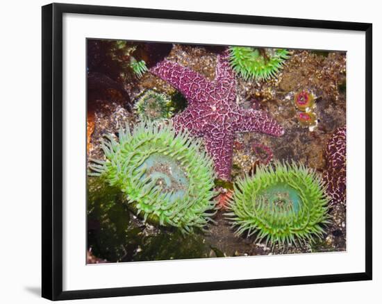 Giant Green Anemones, and Ochre Sea Stars, Olympic National Park, Washington, USA-Georgette Douwma-Framed Photographic Print