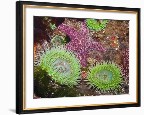 Giant Green Anemones, and Ochre Sea Stars, Olympic National Park, Washington, USA-Georgette Douwma-Framed Photographic Print