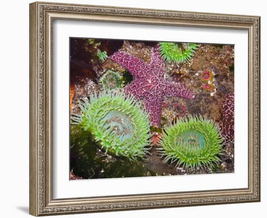 Giant Green Anemones, and Ochre Sea Stars, Olympic National Park, Washington, USA-Georgette Douwma-Framed Photographic Print