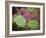 Giant Green Anemones, and Ochre Sea Stars, Olympic National Park, Washington, USA-Georgette Douwma-Framed Photographic Print