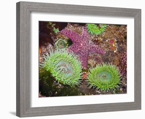 Giant Green Anemones, and Ochre Sea Stars, Olympic National Park, Washington, USA-Georgette Douwma-Framed Photographic Print