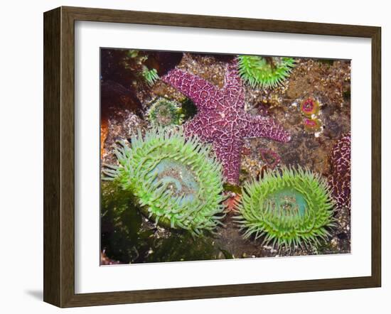 Giant Green Anemones, and Ochre Sea Stars, Olympic National Park, Washington, USA-Georgette Douwma-Framed Photographic Print