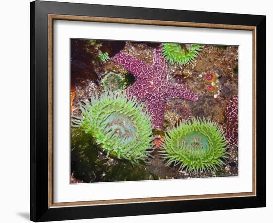 Giant Green Anemones, and Ochre Sea Stars, Olympic National Park, Washington, USA-Georgette Douwma-Framed Photographic Print