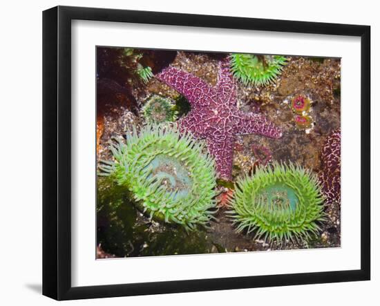 Giant Green Anemones, and Ochre Sea Stars, Olympic National Park, Washington, USA-Georgette Douwma-Framed Photographic Print