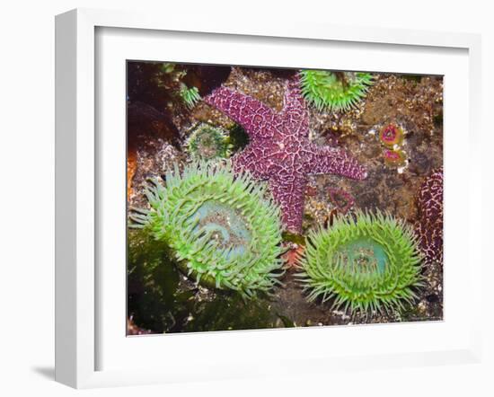 Giant Green Anemones, and Ochre Sea Stars, Olympic National Park, Washington, USA-Georgette Douwma-Framed Photographic Print