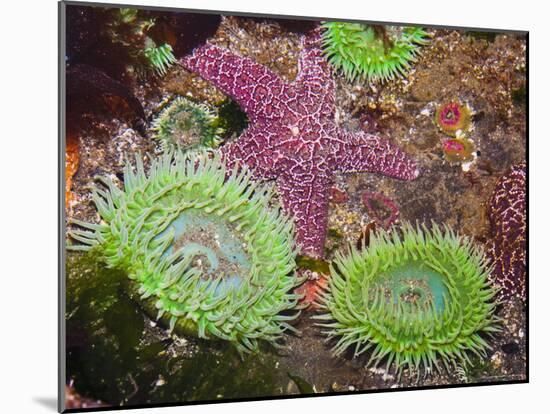 Giant Green Anemones, and Ochre Sea Stars, Olympic National Park, Washington, USA-Georgette Douwma-Mounted Photographic Print