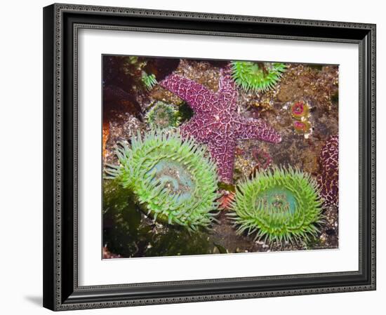 Giant Green Anemones, and Ochre Sea Stars, Olympic National Park, Washington, USA-Georgette Douwma-Framed Photographic Print