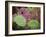 Giant Green Anemones, and Ochre Sea Stars, Olympic National Park, Washington, USA-Georgette Douwma-Framed Photographic Print