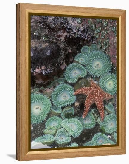 Giant Green Anemones and Ochre Sea Stars, Oregon, USA-Stuart Westmoreland-Framed Premier Image Canvas