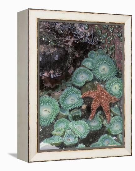 Giant Green Anemones and Ochre Sea Stars, Oregon, USA-Stuart Westmoreland-Framed Premier Image Canvas