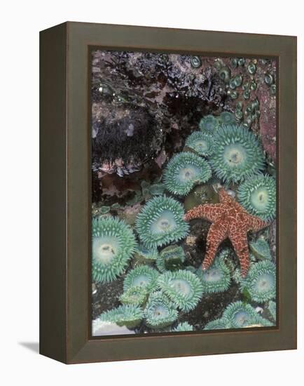 Giant Green Anemones and Ochre Sea Stars, Oregon, USA-Stuart Westmoreland-Framed Premier Image Canvas