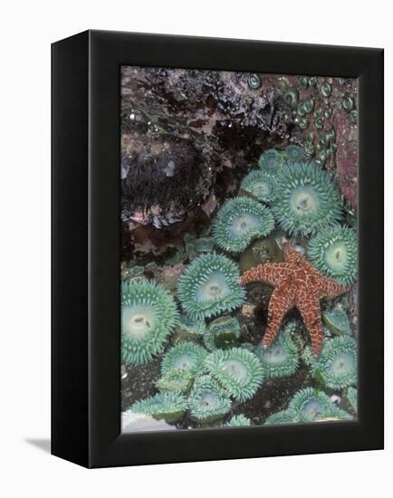 Giant Green Anemones and Ochre Sea Stars, Oregon, USA-Stuart Westmoreland-Framed Premier Image Canvas