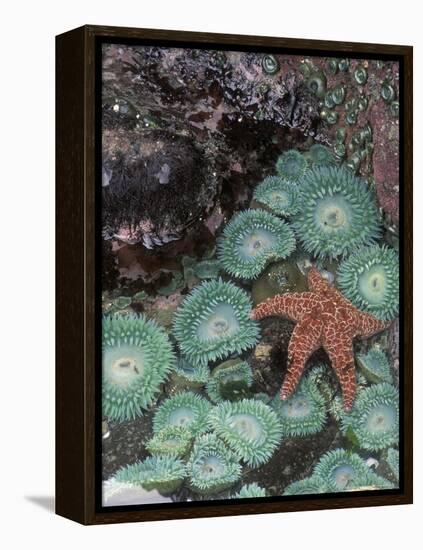 Giant Green Anemones and Ochre Sea Stars, Oregon, USA-Stuart Westmoreland-Framed Premier Image Canvas