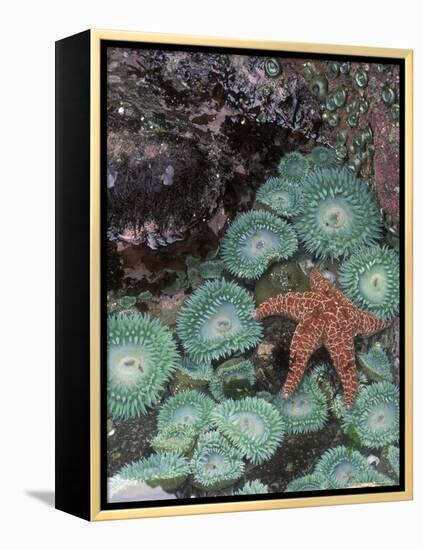 Giant Green Anemones and Ochre Sea Stars, Oregon, USA-Stuart Westmoreland-Framed Premier Image Canvas