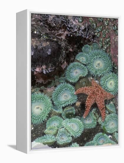 Giant Green Anemones and Ochre Sea Stars, Oregon, USA-Stuart Westmoreland-Framed Premier Image Canvas