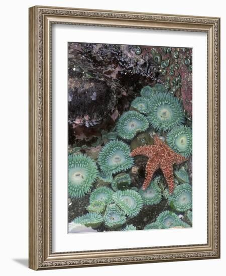 Giant Green Anemones and Ochre Sea Stars, Oregon, USA-Stuart Westmoreland-Framed Photographic Print