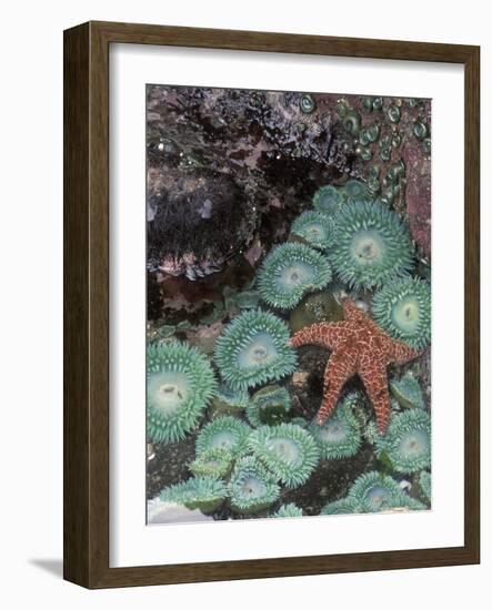 Giant Green Anemones and Ochre Sea Stars, Oregon, USA-Stuart Westmoreland-Framed Photographic Print