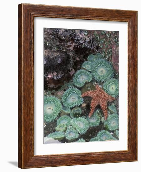 Giant Green Anemones and Ochre Sea Stars, Oregon, USA-Stuart Westmoreland-Framed Photographic Print