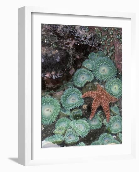 Giant Green Anemones and Ochre Sea Stars, Oregon, USA-Stuart Westmoreland-Framed Photographic Print