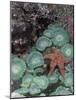 Giant Green Anemones and Ochre Sea Stars, Oregon, USA-Stuart Westmoreland-Mounted Photographic Print