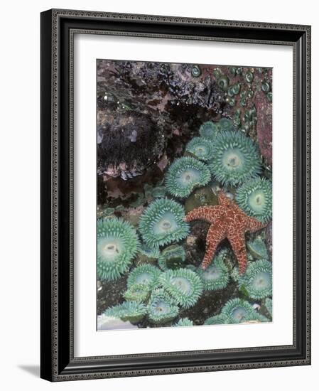 Giant Green Anemones and Ochre Sea Stars, Oregon, USA-Stuart Westmoreland-Framed Photographic Print