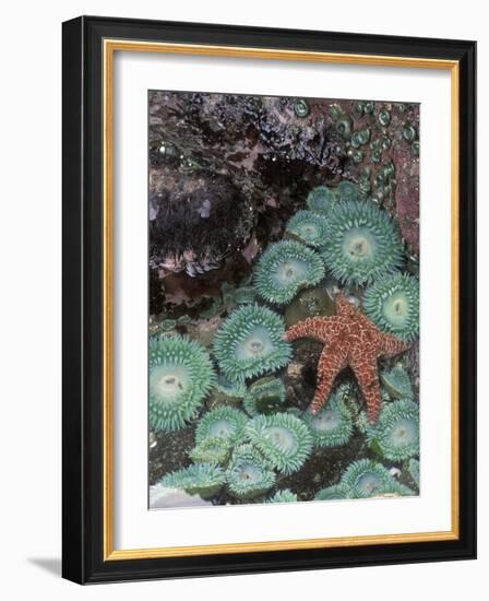 Giant Green Anemones and Ochre Sea Stars, Oregon, USA-Stuart Westmoreland-Framed Photographic Print