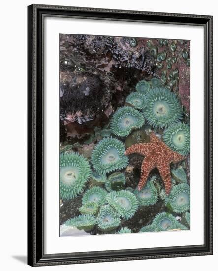 Giant Green Anemones and Ochre Sea Stars, Oregon, USA-Stuart Westmoreland-Framed Photographic Print