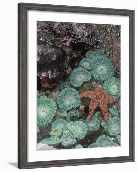 Giant Green Anemones and Ochre Sea Stars, Oregon, USA-Stuart Westmoreland-Framed Photographic Print