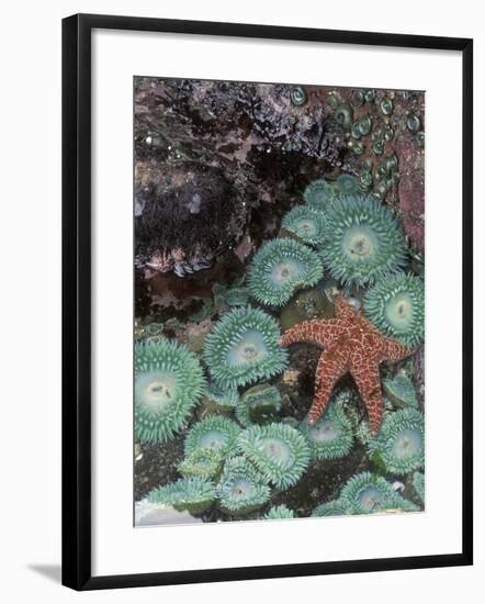 Giant Green Anemones and Ochre Sea Stars, Oregon, USA-Stuart Westmoreland-Framed Photographic Print