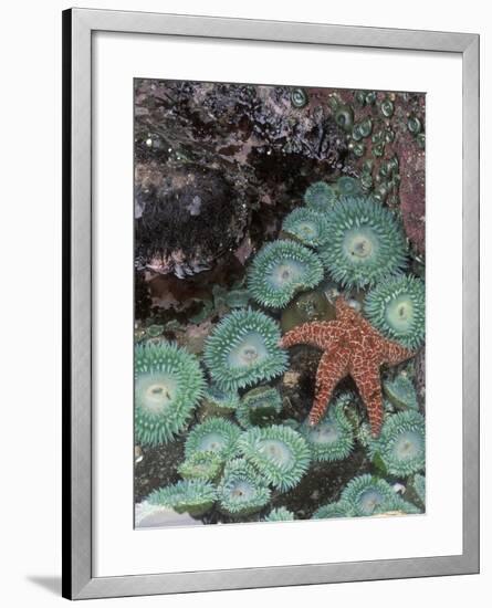 Giant Green Anemones and Ochre Sea Stars, Oregon, USA-Stuart Westmoreland-Framed Photographic Print