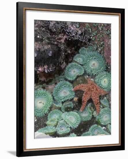 Giant Green Anemones and Ochre Sea Stars, Oregon, USA-Stuart Westmoreland-Framed Photographic Print