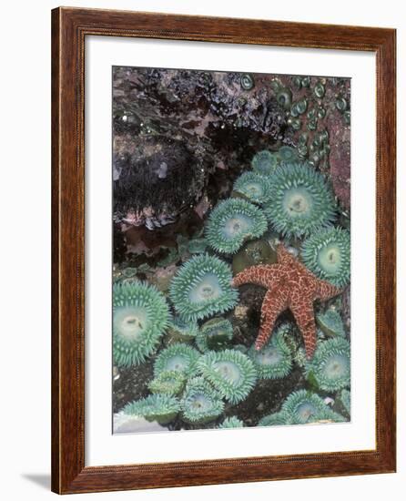 Giant Green Anemones and Ochre Sea Stars, Oregon, USA-Stuart Westmoreland-Framed Photographic Print